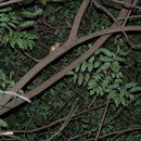 Image of Microcebus ravelobensis Zimmerman, Ehresmann, Zeitemann, Radespiel, Randrianambinina & Rakotoarison 1997