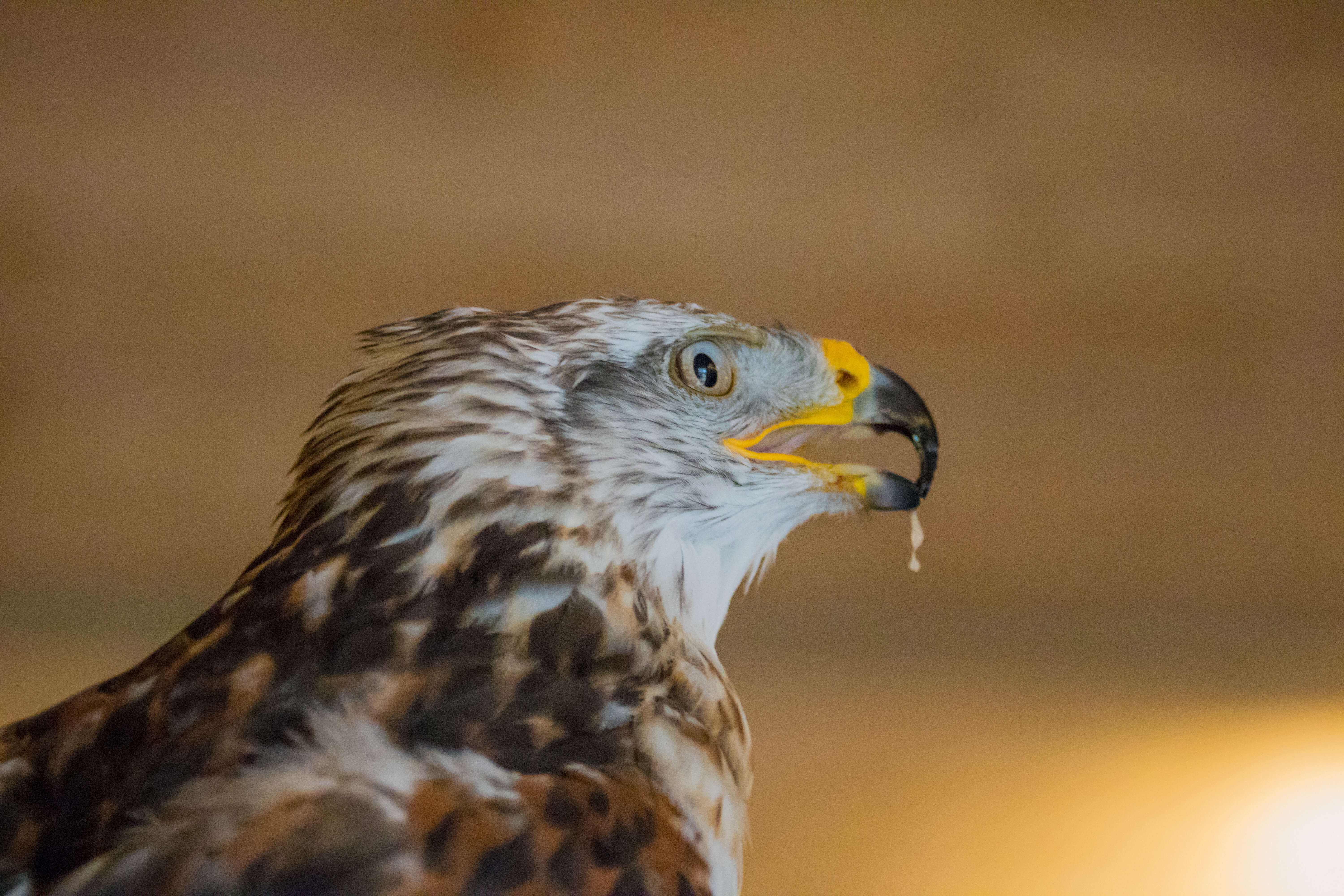 Image of Common Buzzard