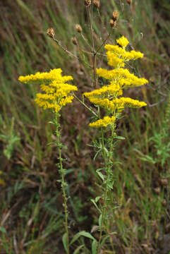 Image of gray goldenrod