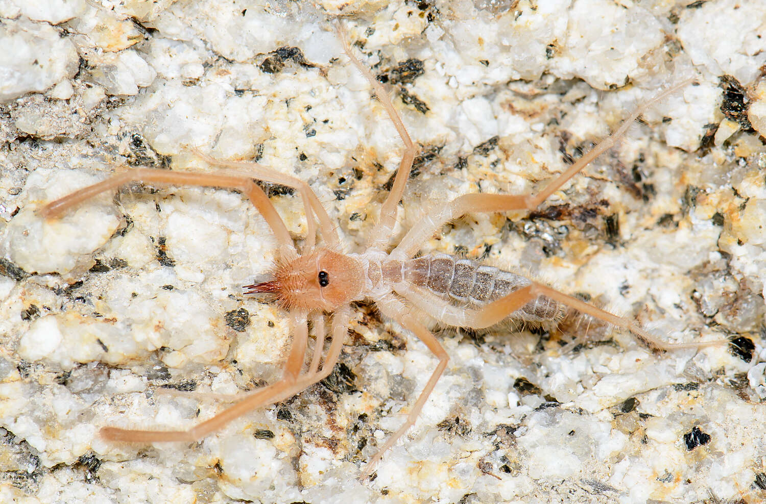 Image of Eremobatidae