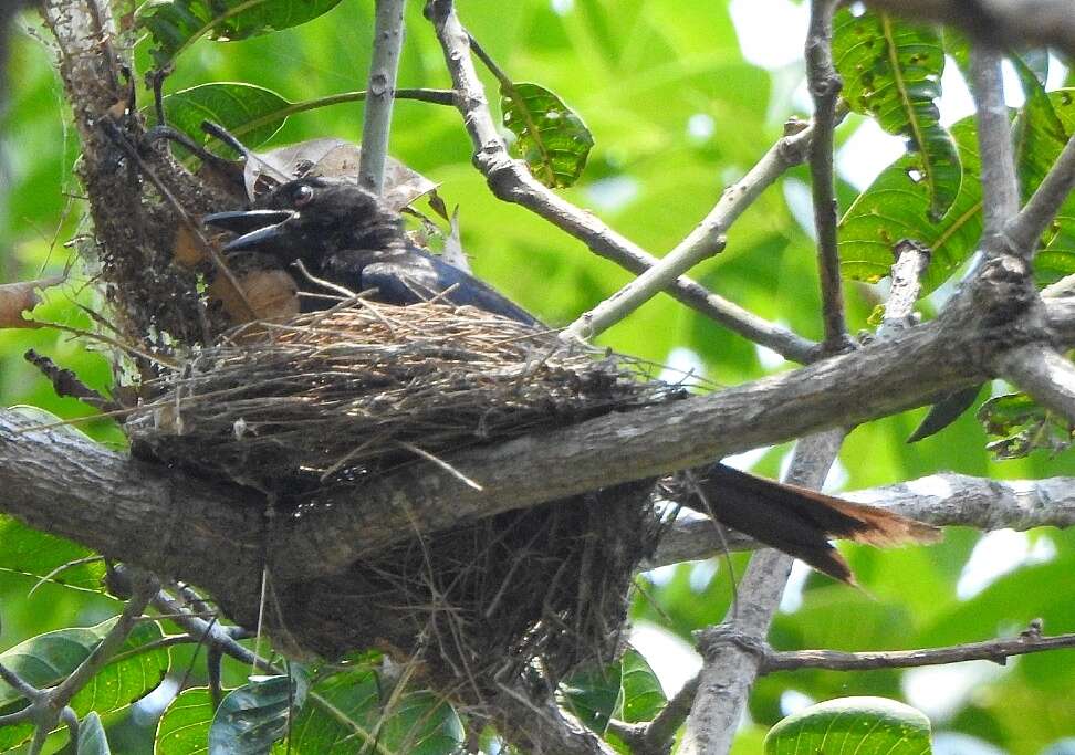 Image of Black Drongo