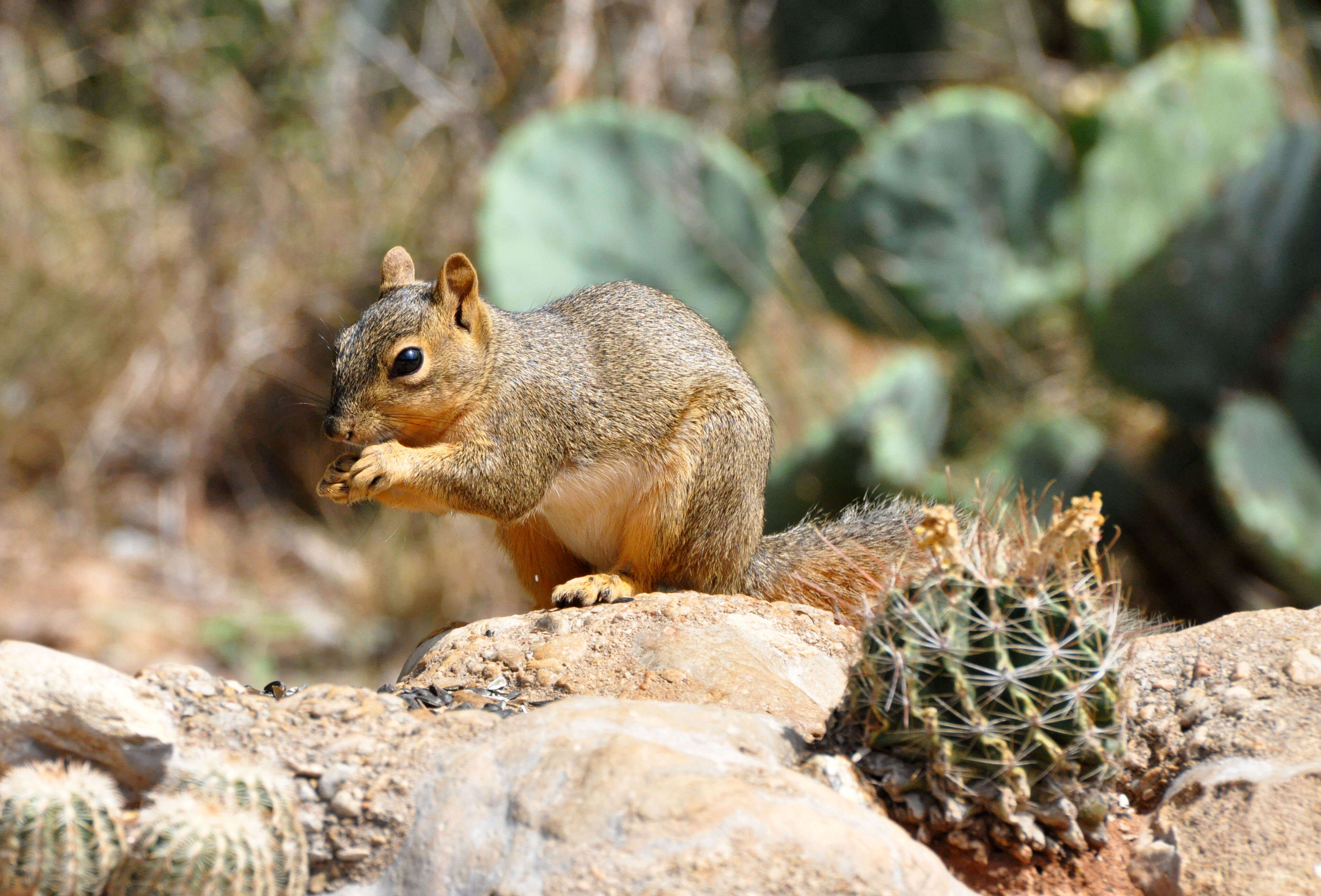 Image of Sciurus subgen. Sciurus Linnaeus 1758