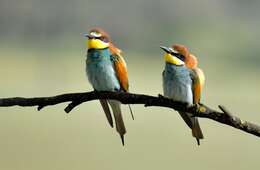 Image of bee-eater, european bee-eater