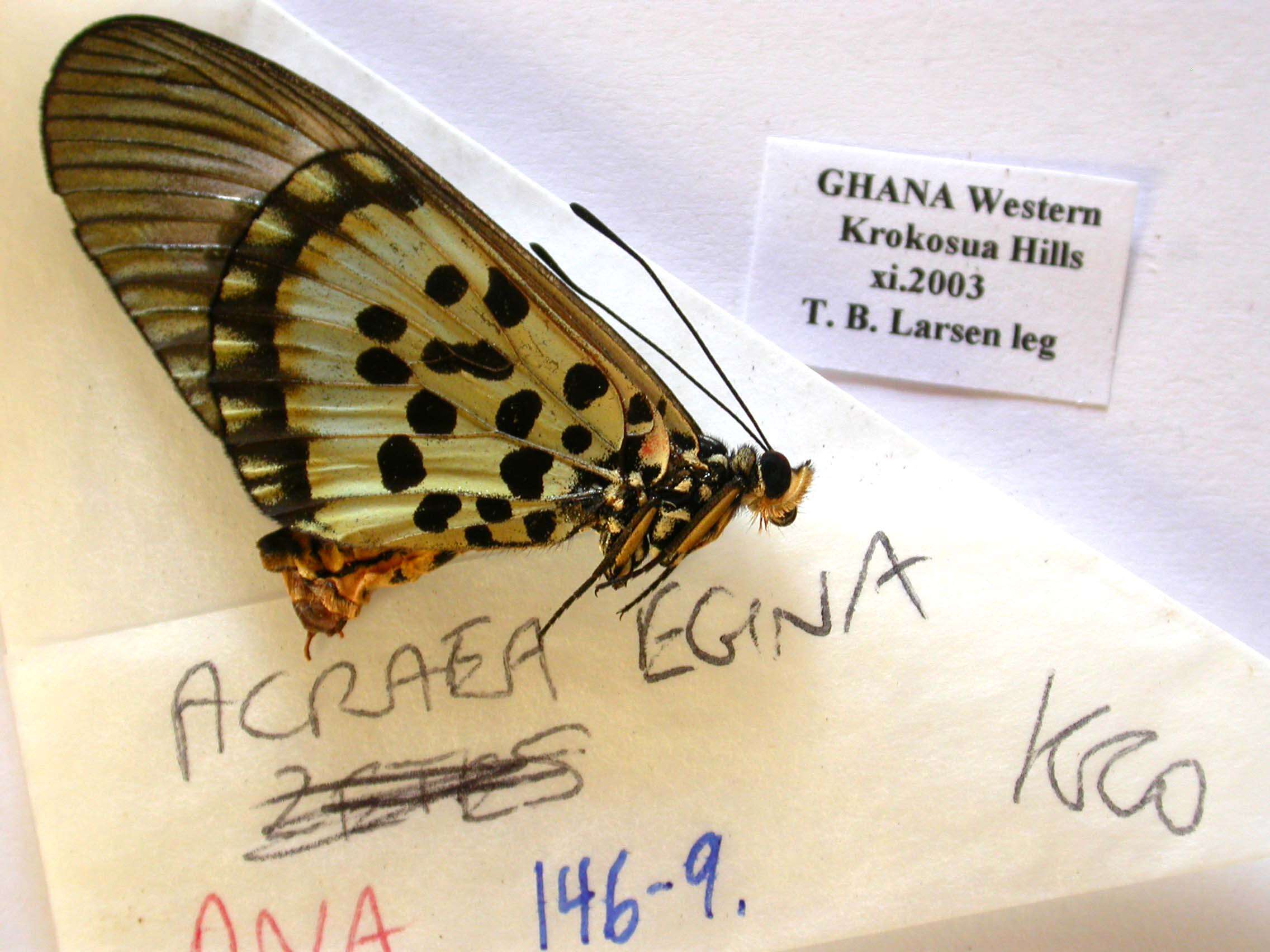 صورة Acraea egina Cramer 1775