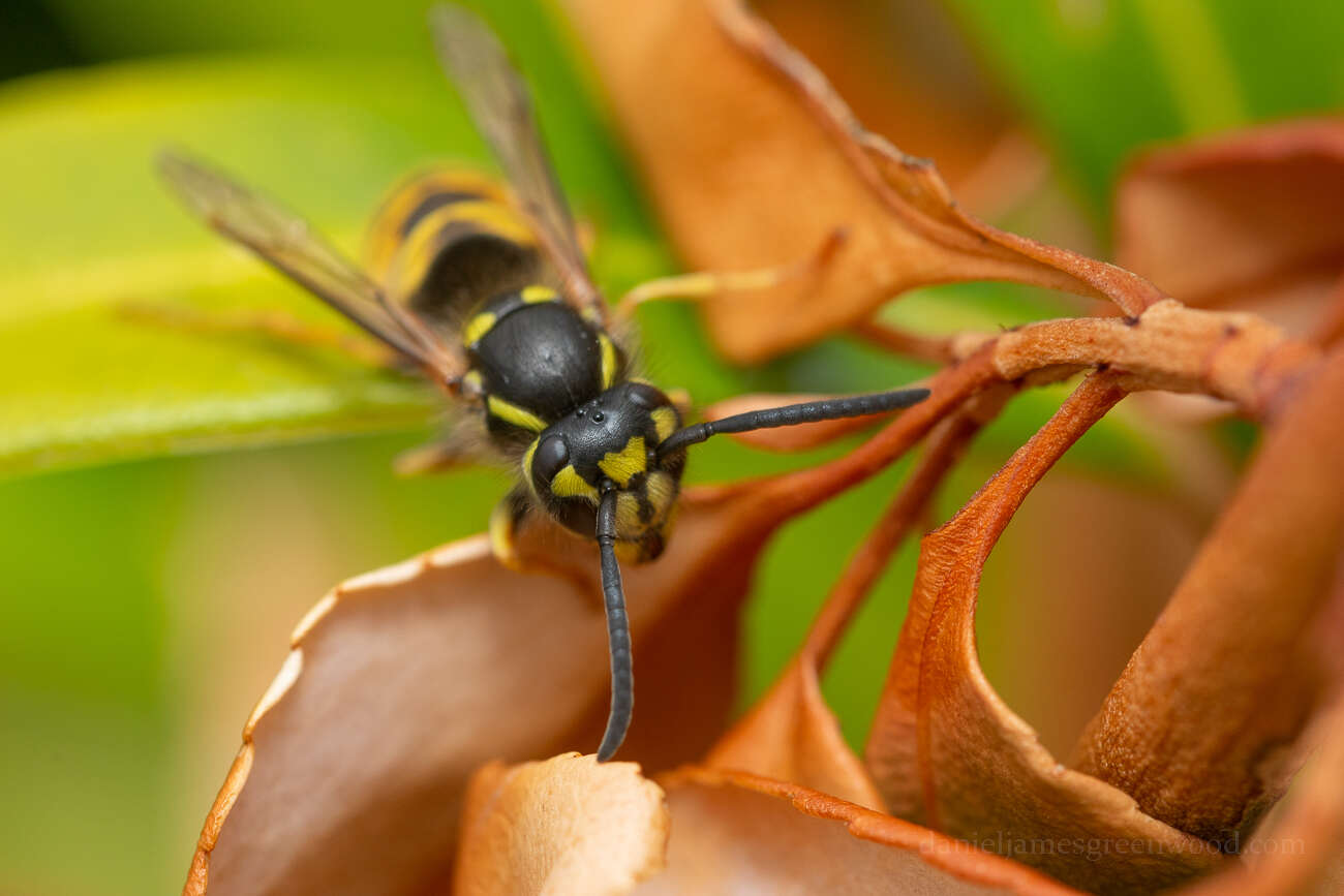 Image of Common wasp