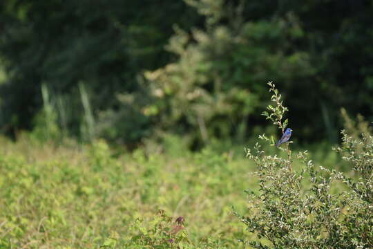 Image of Blue Grosbeak