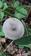 Image of Amanita vaginata (Bull.) Lam. 1783