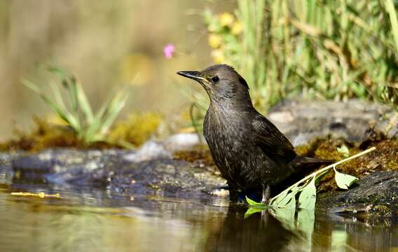 Imagem de Sturnus unicolor Temminck 1820