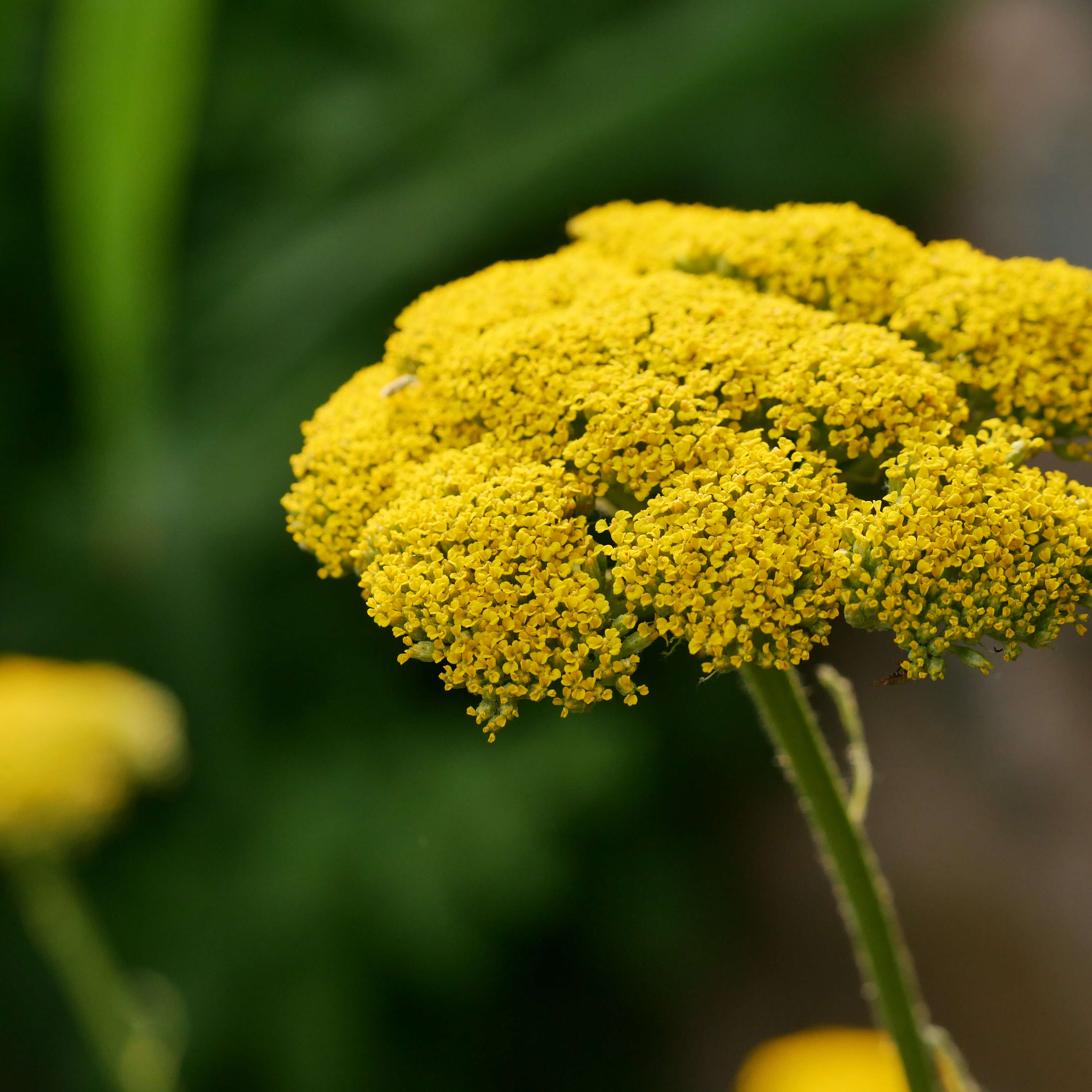 Image of fernleaf yarrow