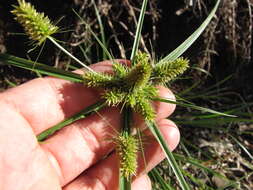 Слика од Cyperus aggregatus (Willd.) Endl.