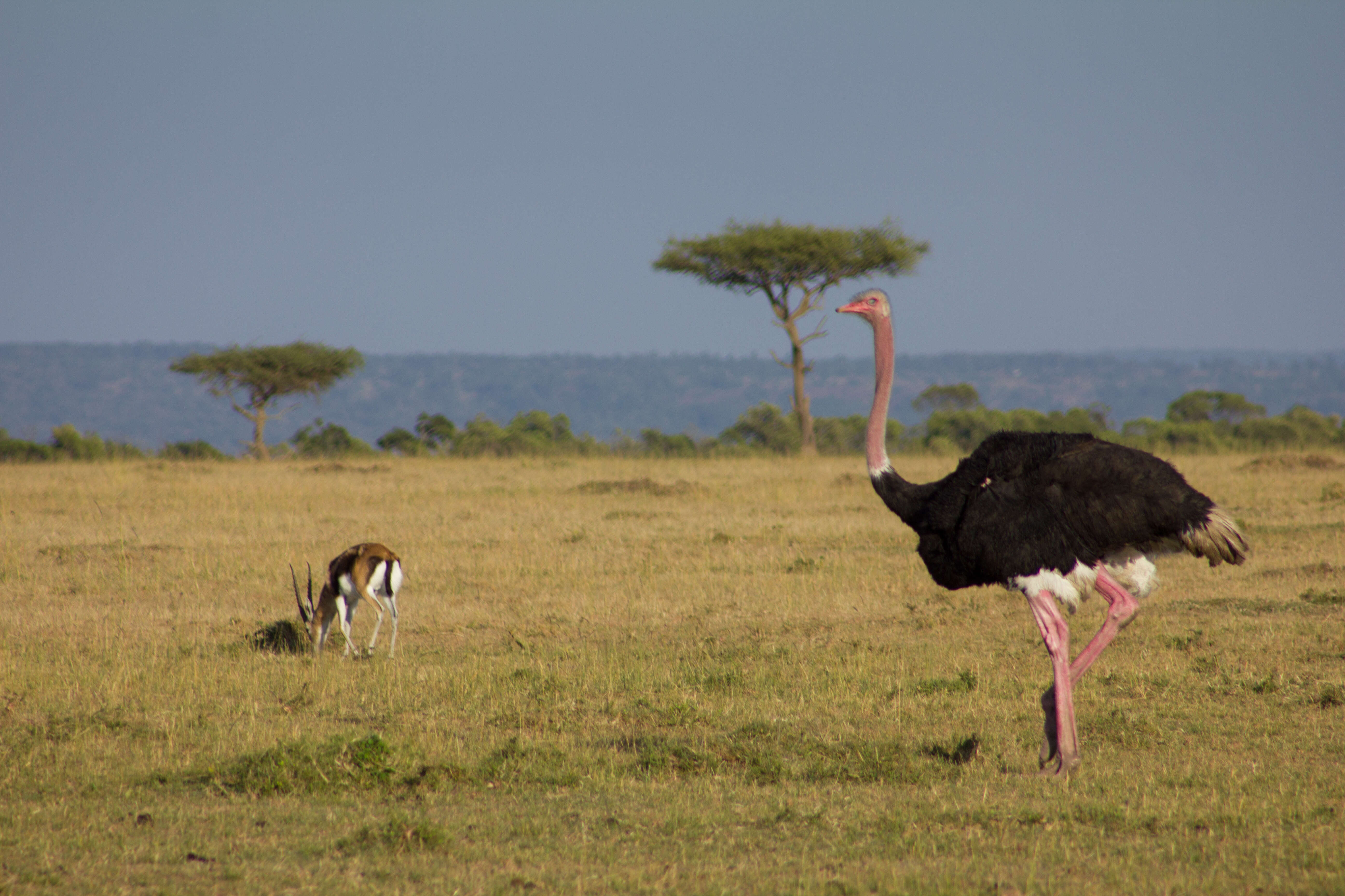 Image of ostriches