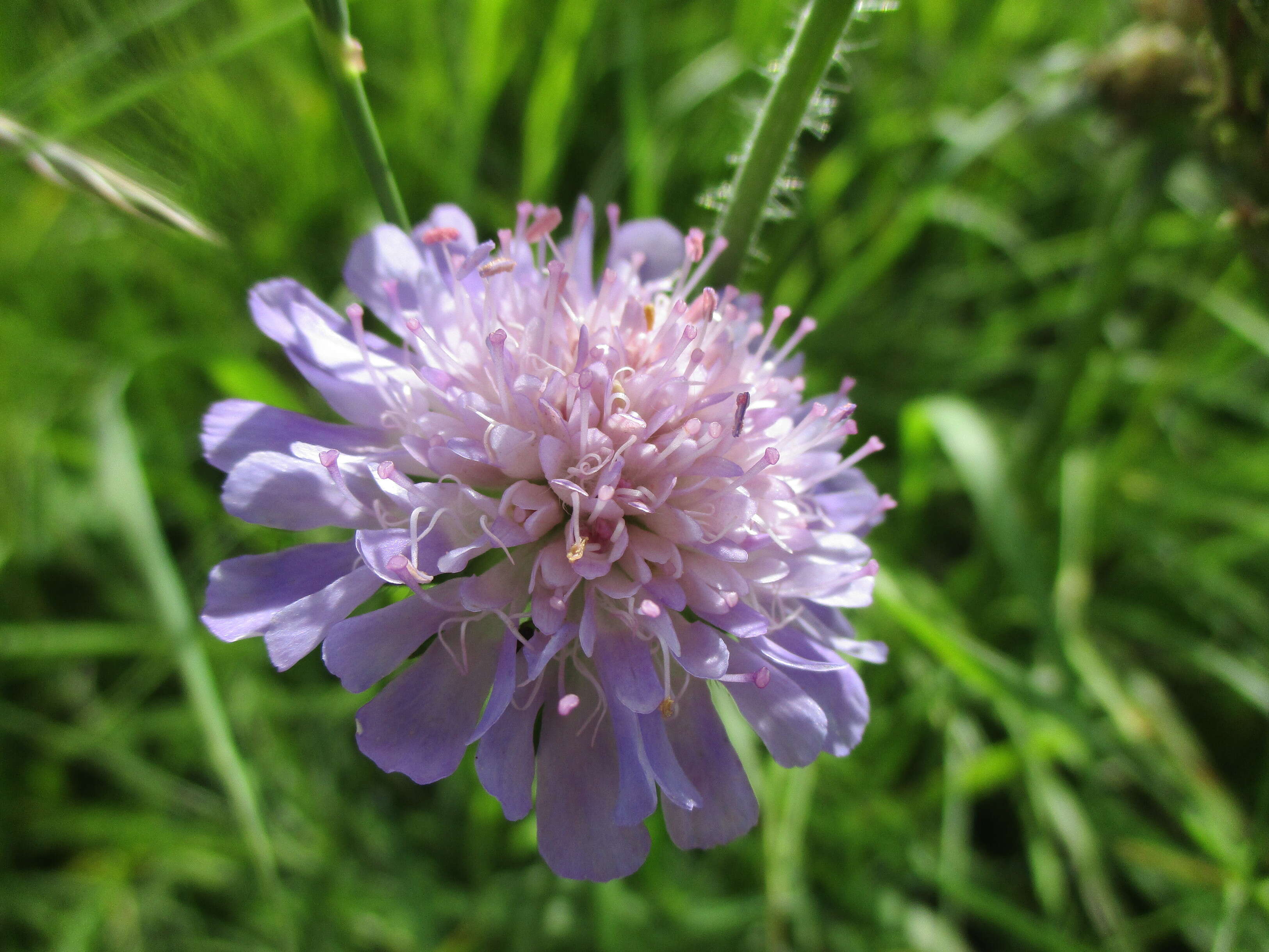 Слика од Knautia arvensis (L.) Coulter