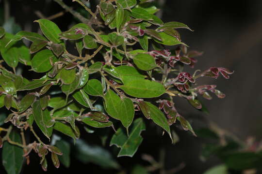 Image of Cryptocarya triplinervis R. Br.