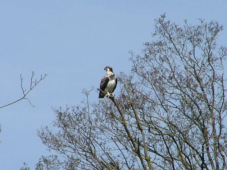 Image of ospreys