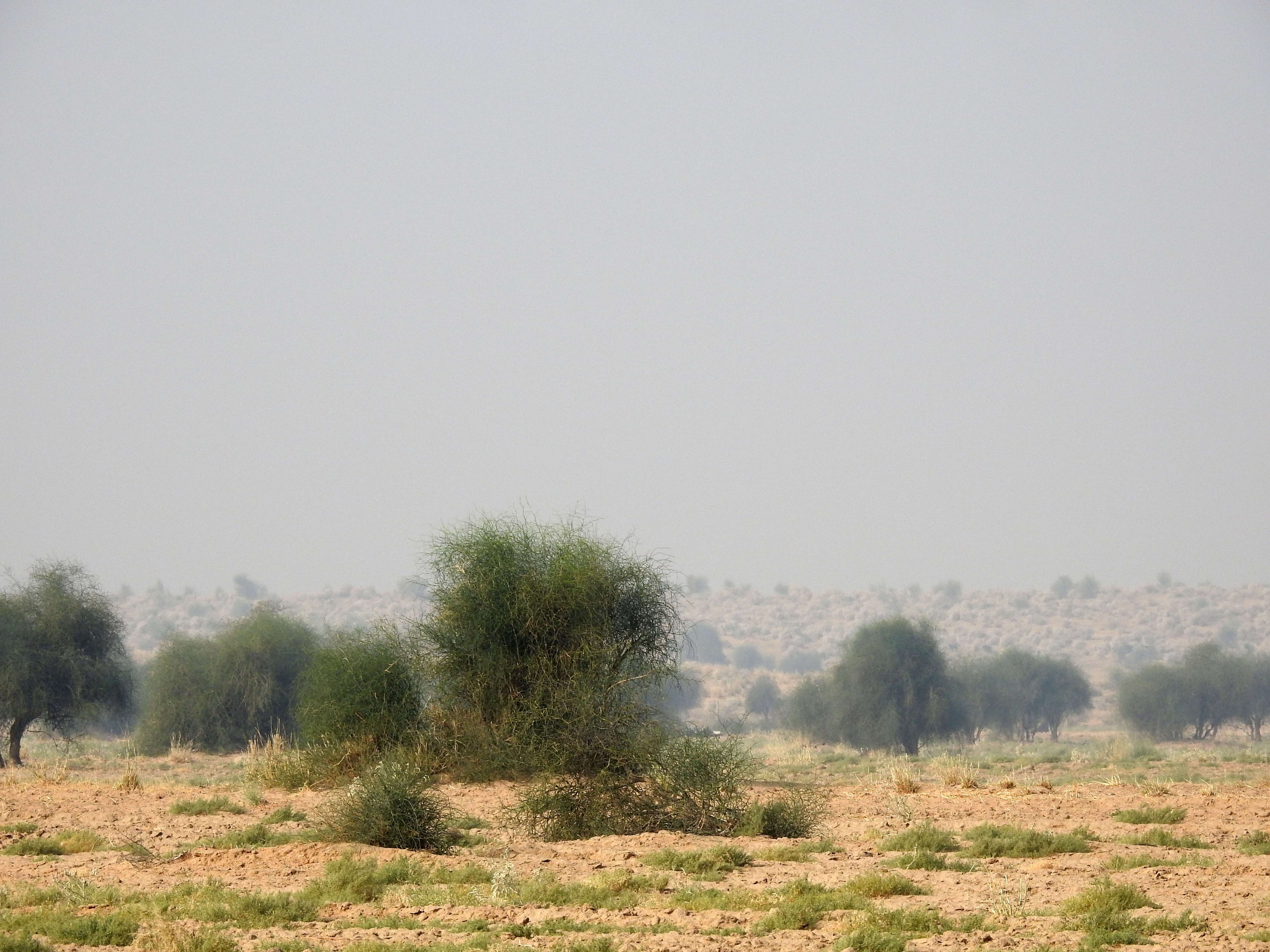 Image of Great Indian Bustard