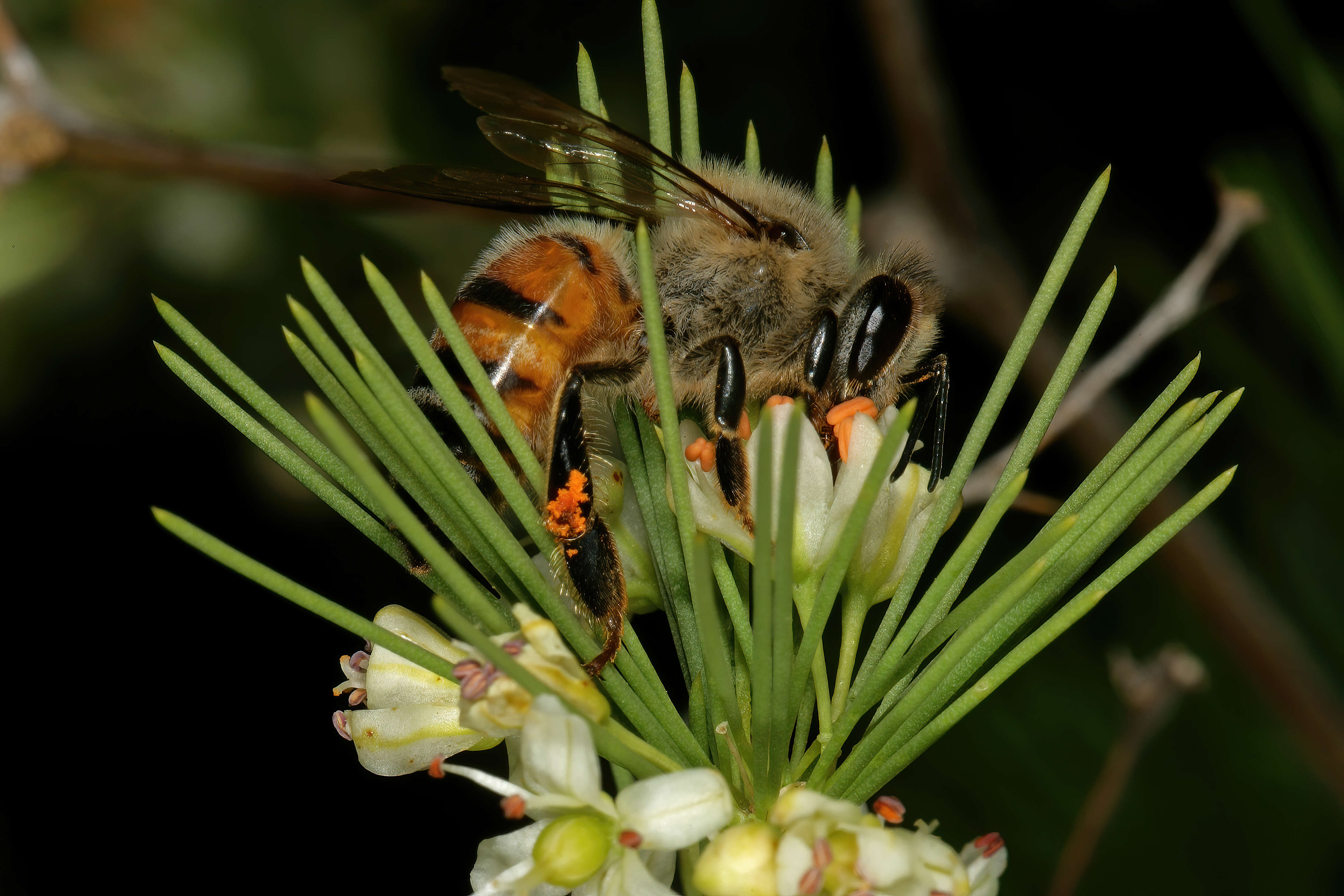 Image de Apis mellifera scutellata