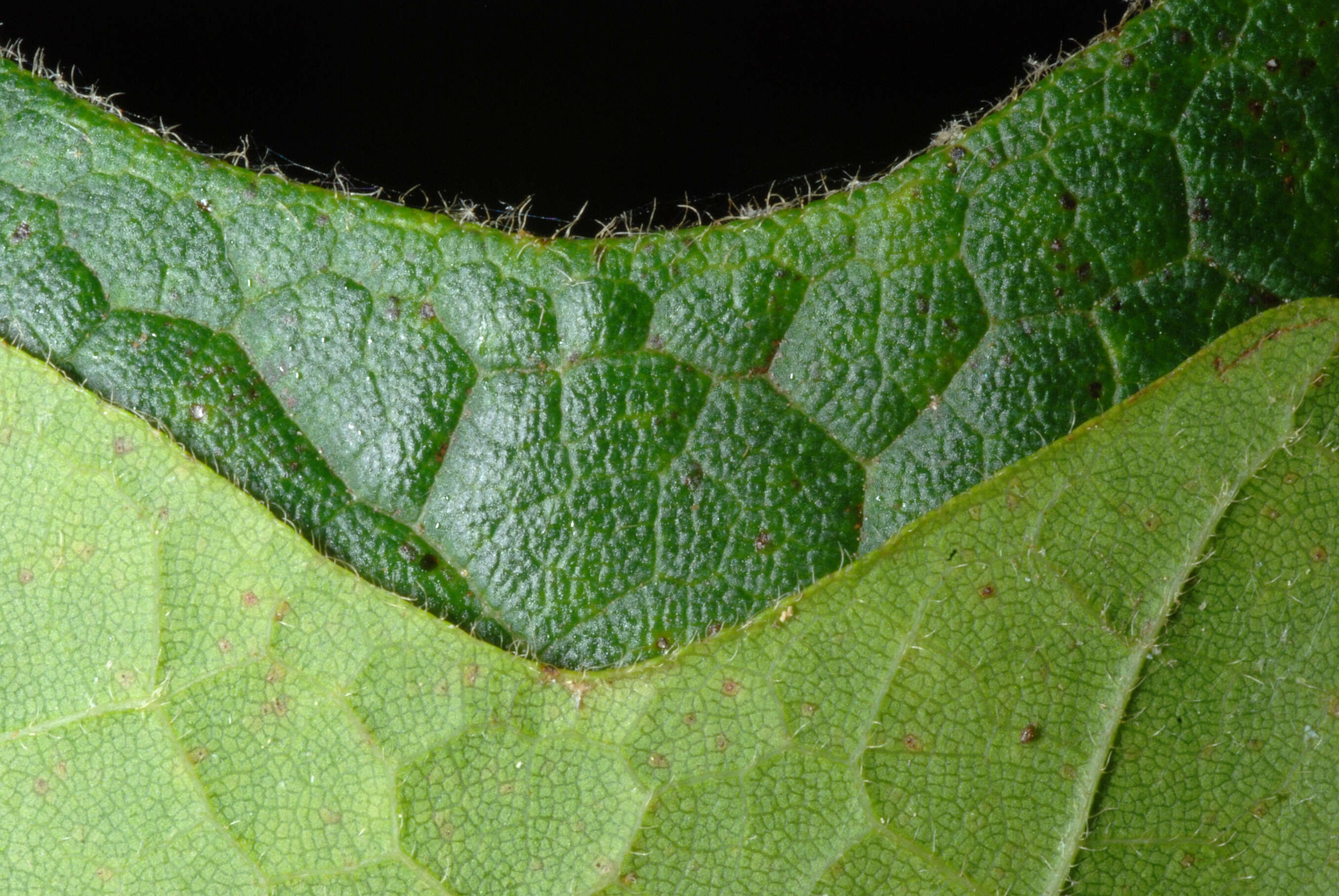 Image of Black Maple