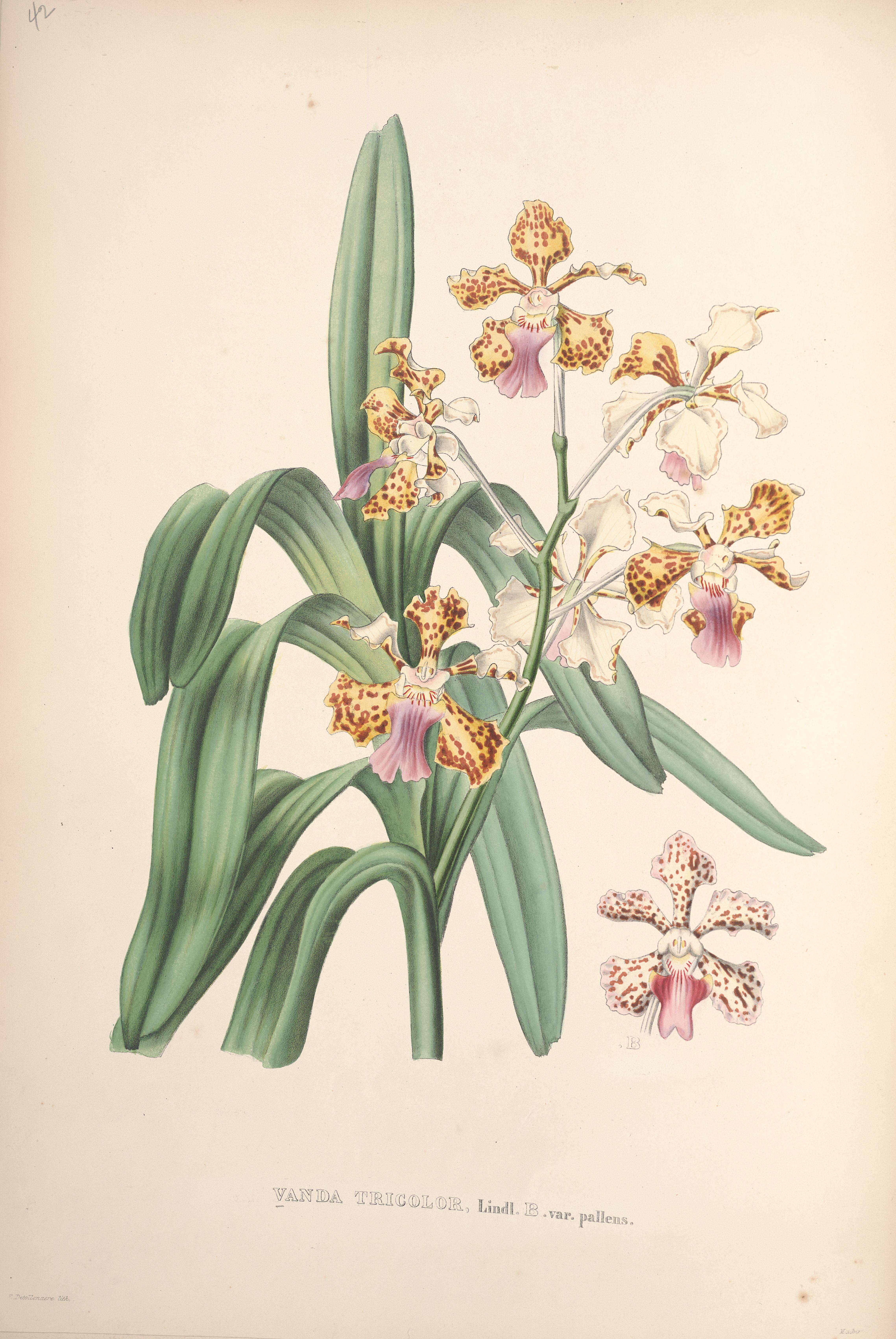 Image of Orchid