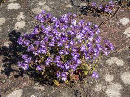 Image of Chaenorhinum origanifolium (L.) Fourr.