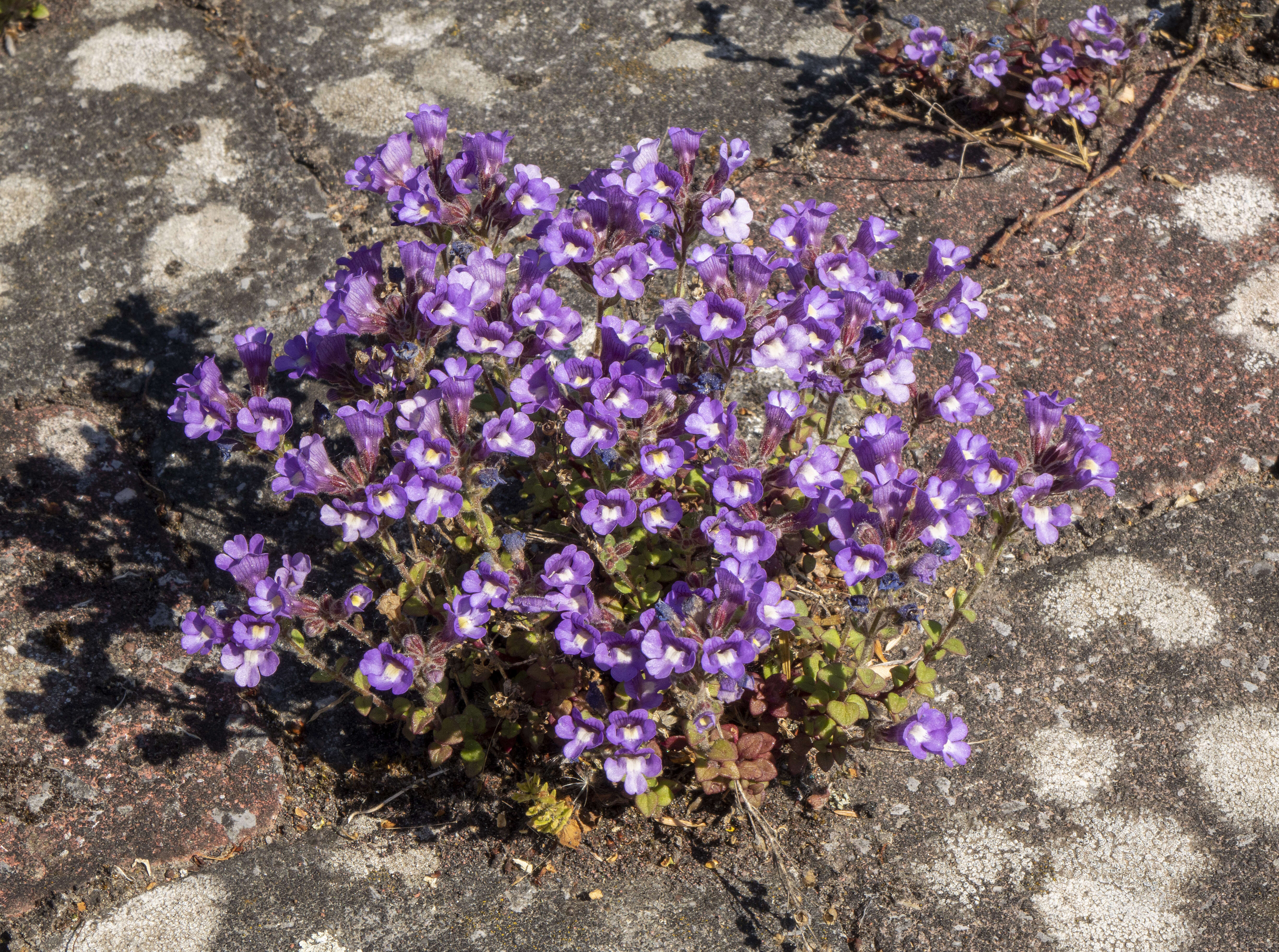 Слика од Chaenorhinum origanifolium (L.) Fourr.