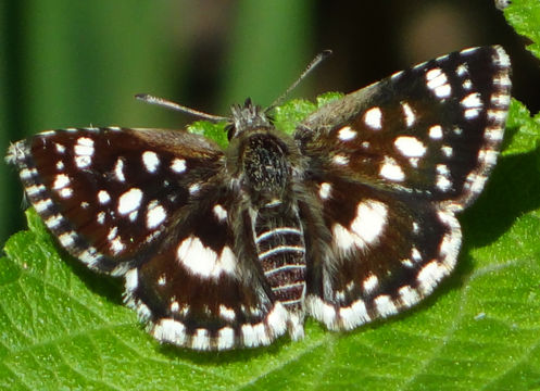 Image of <i>Spialia dromus</i> Plötz 1884