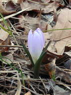 Image of Colchicum bulbocodium Ker Gawl.