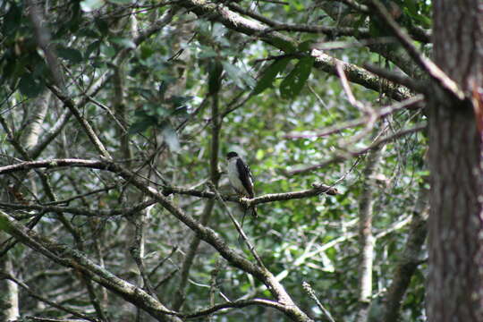 Image of White-breasted Hawk