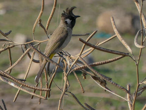 Image of Himalayan Bulbul