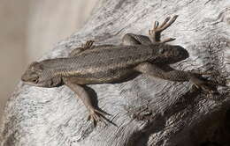 Image of Duges' Spiny Lizard