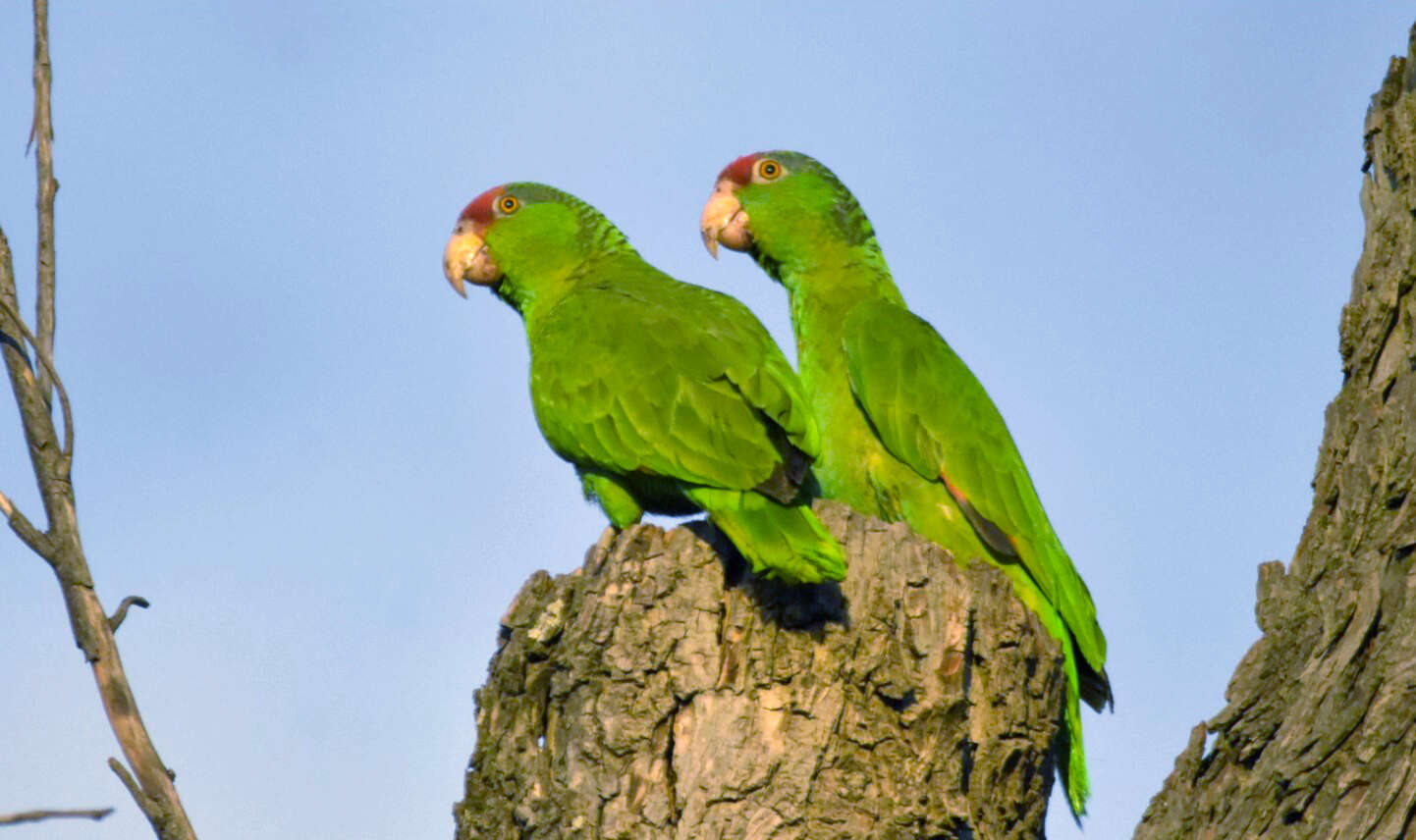 Image of Green-cheeked Amazon