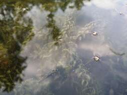 Image of western waterweed