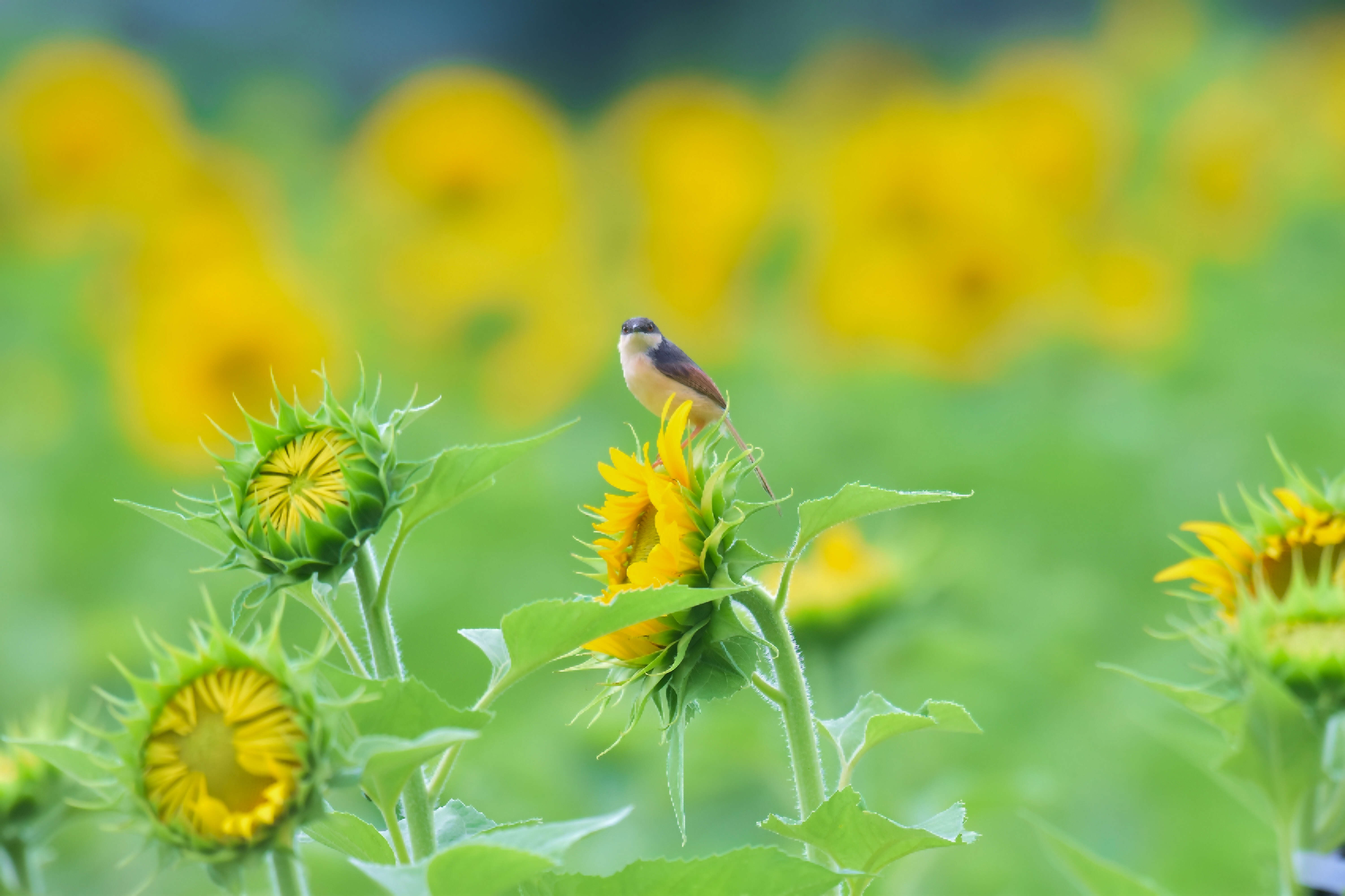 Image of Ashy Prinia