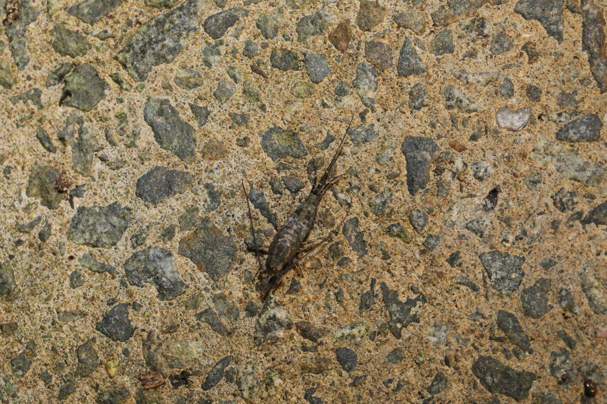 Image of sea bristletail