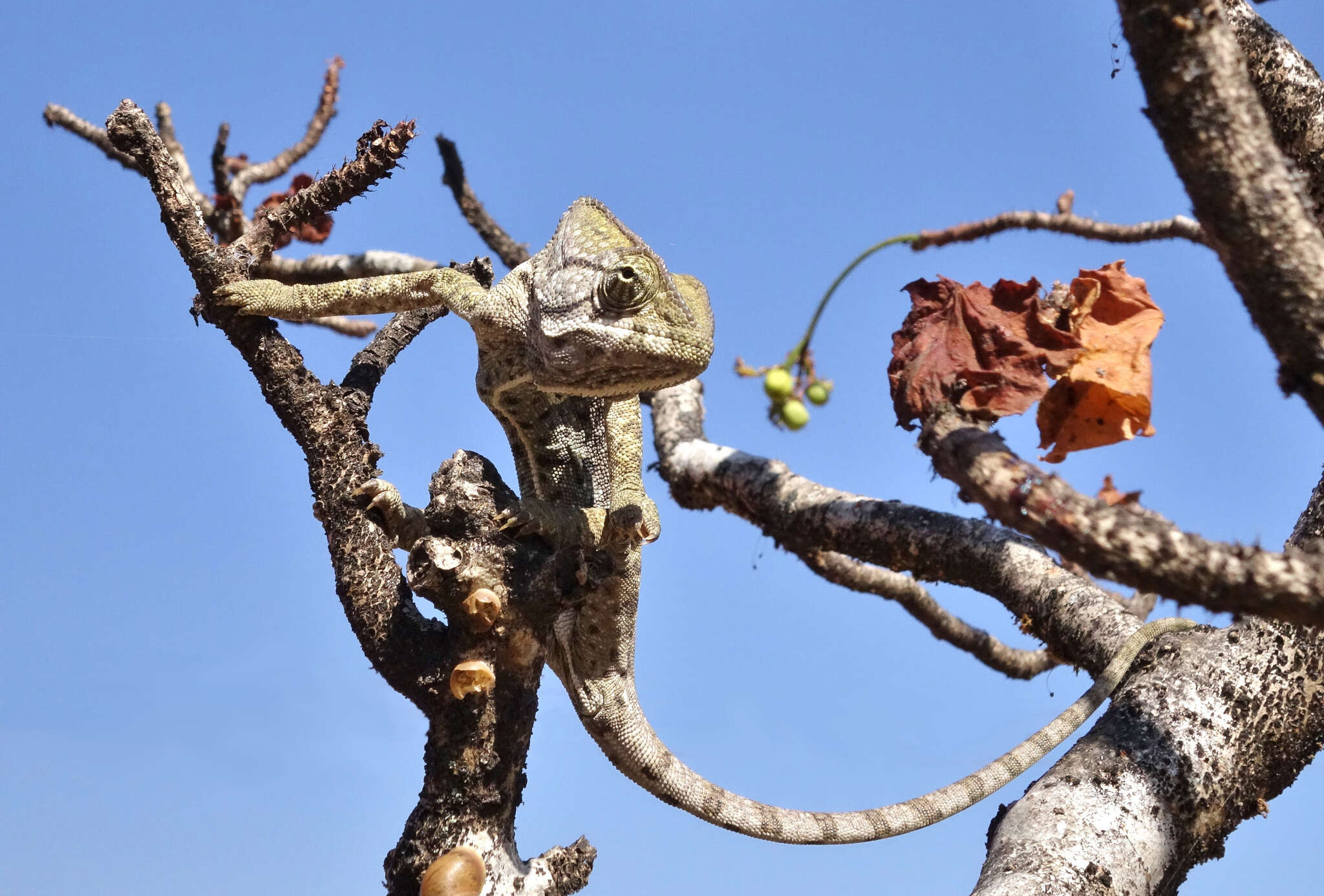 Image of Arabian Chameleon