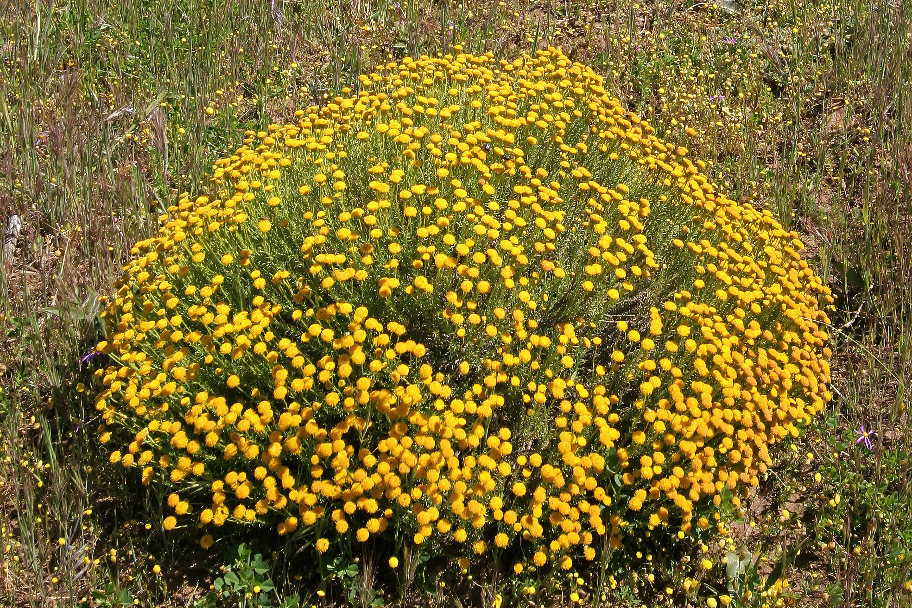 Слика од Chrysocoma ciliata L.