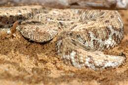 Image of Dwarf Puff Adder