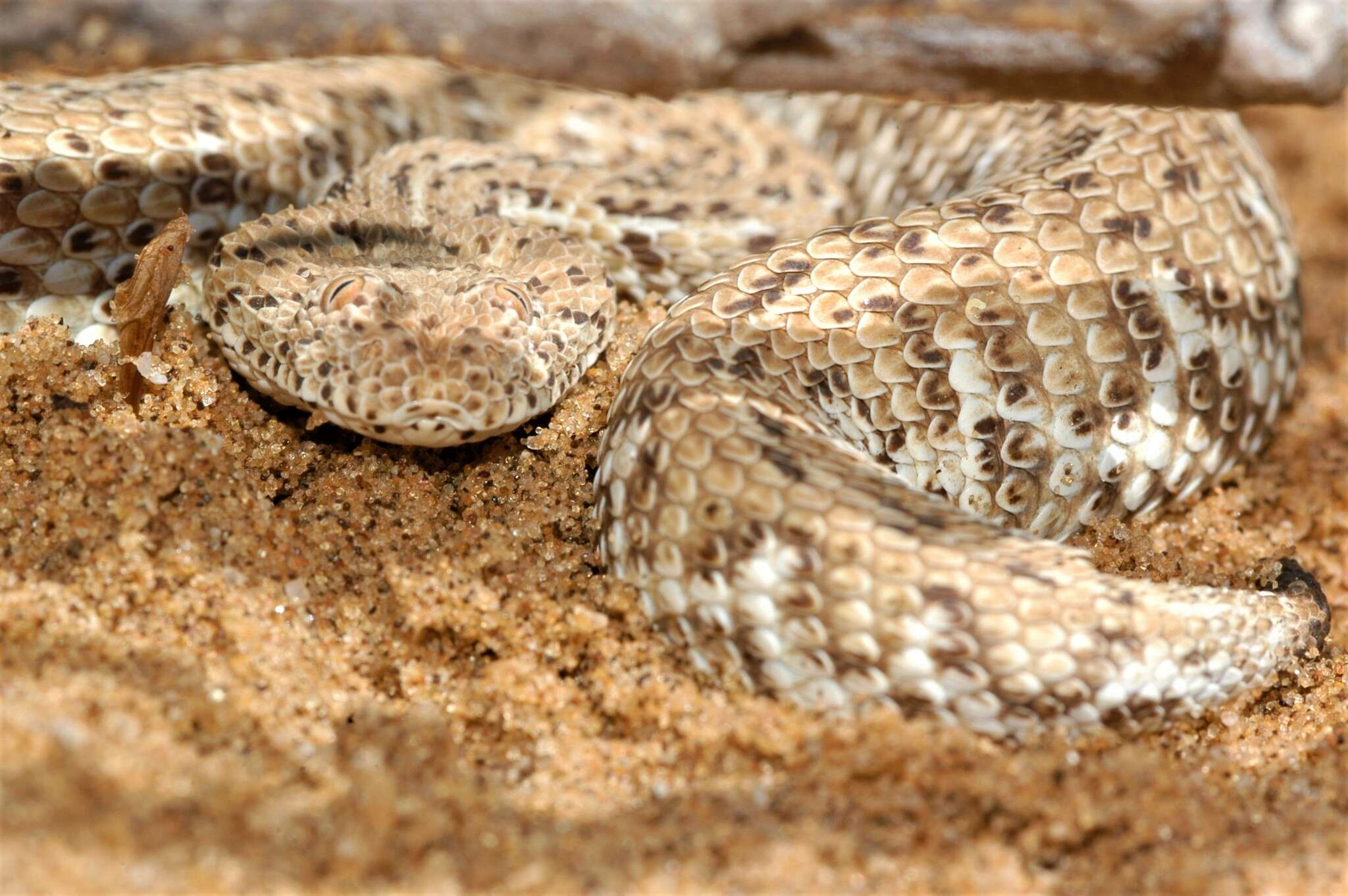 Image of Dwarf Puff Adder