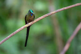 Image of Violet-tailed Sylph