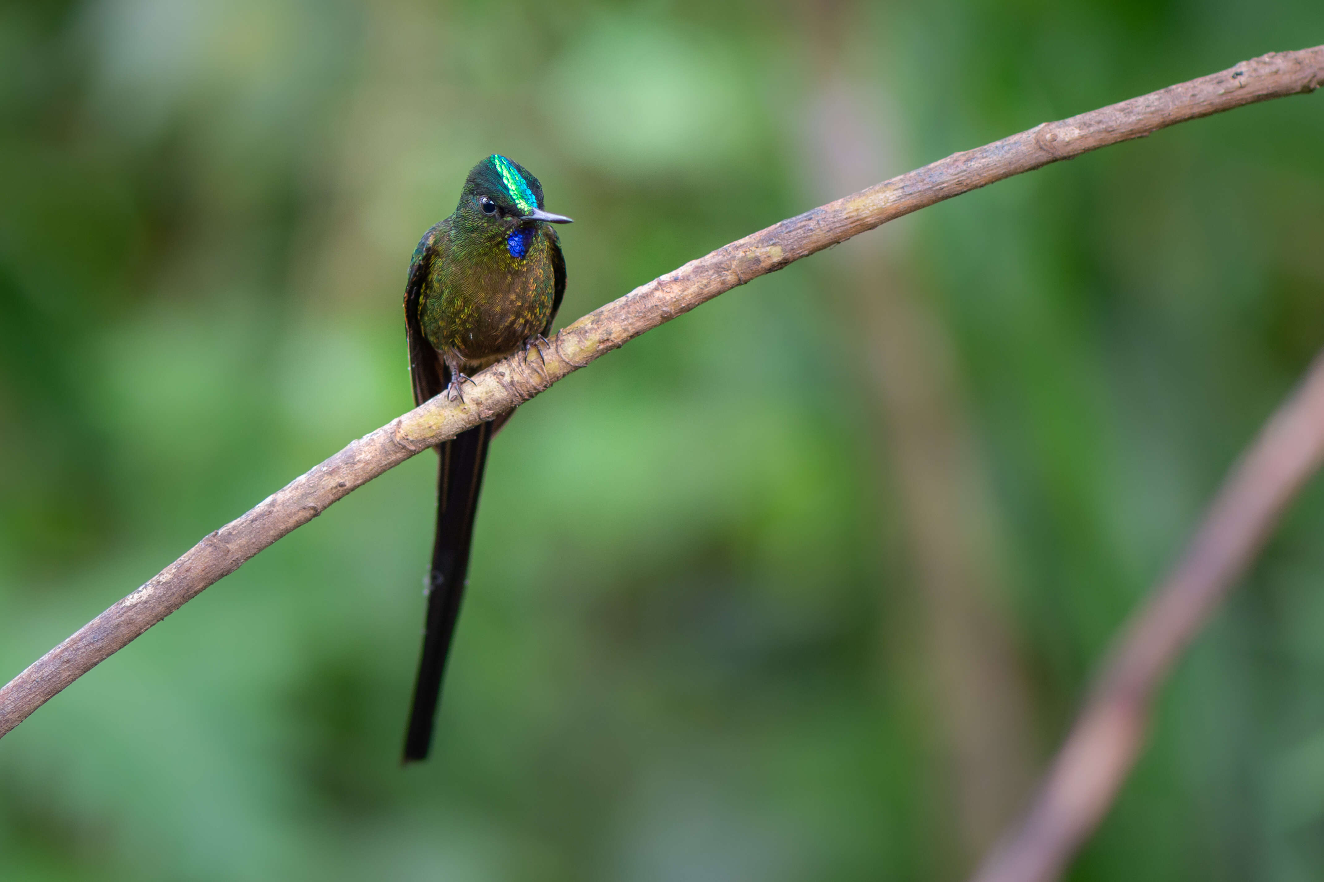 Image of Violet-tailed Sylph