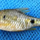 Image of Firefin Barb