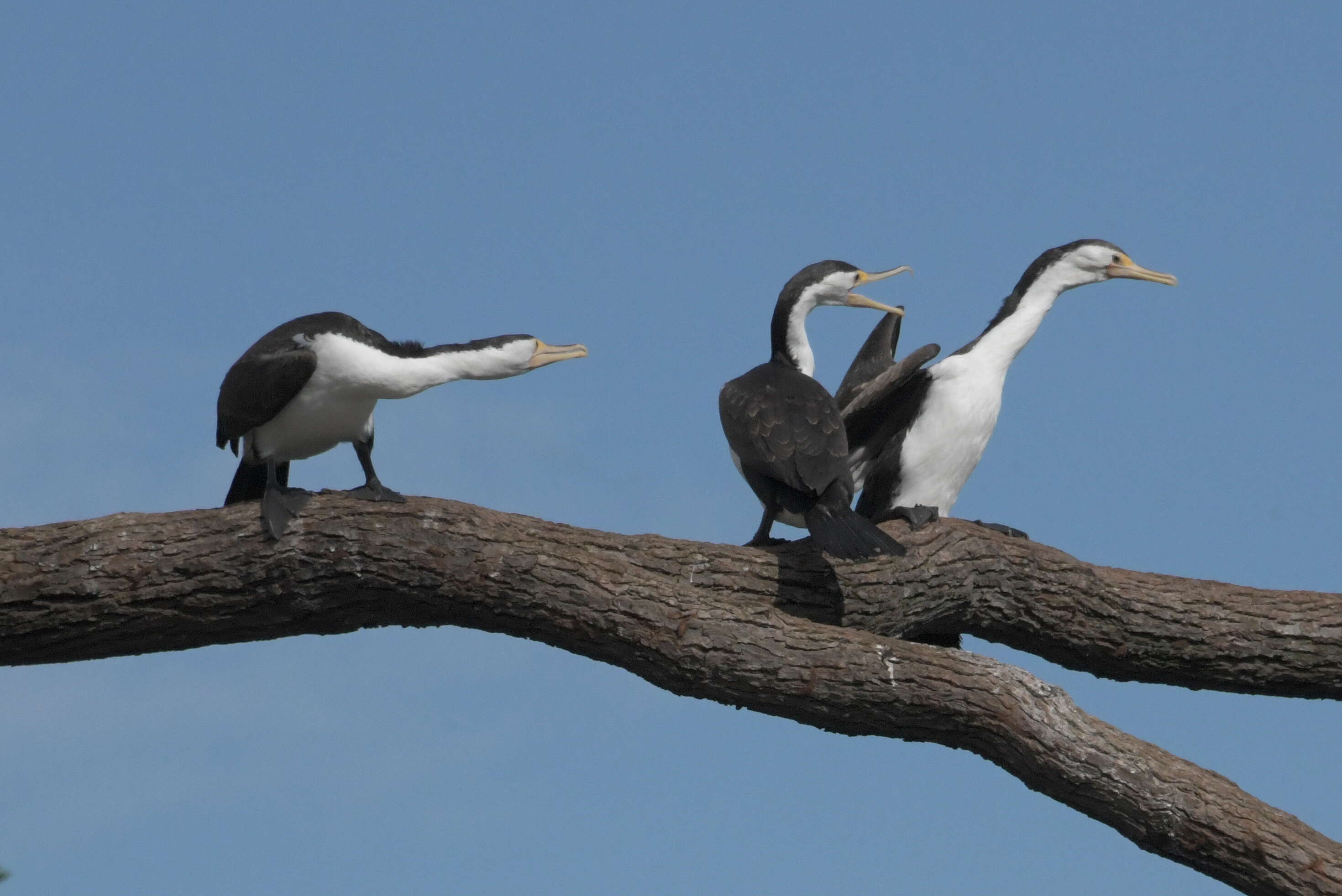 Image of Australian Pied Cormorant