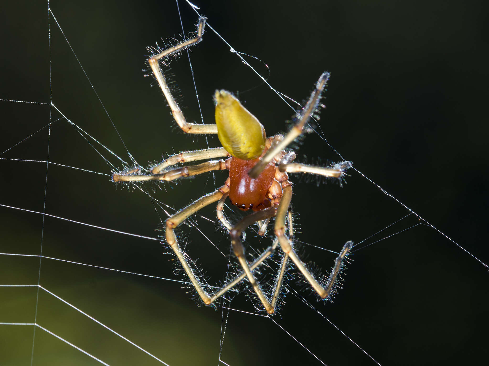 Слика од Cheiracanthium punctorium (Villers 1789)