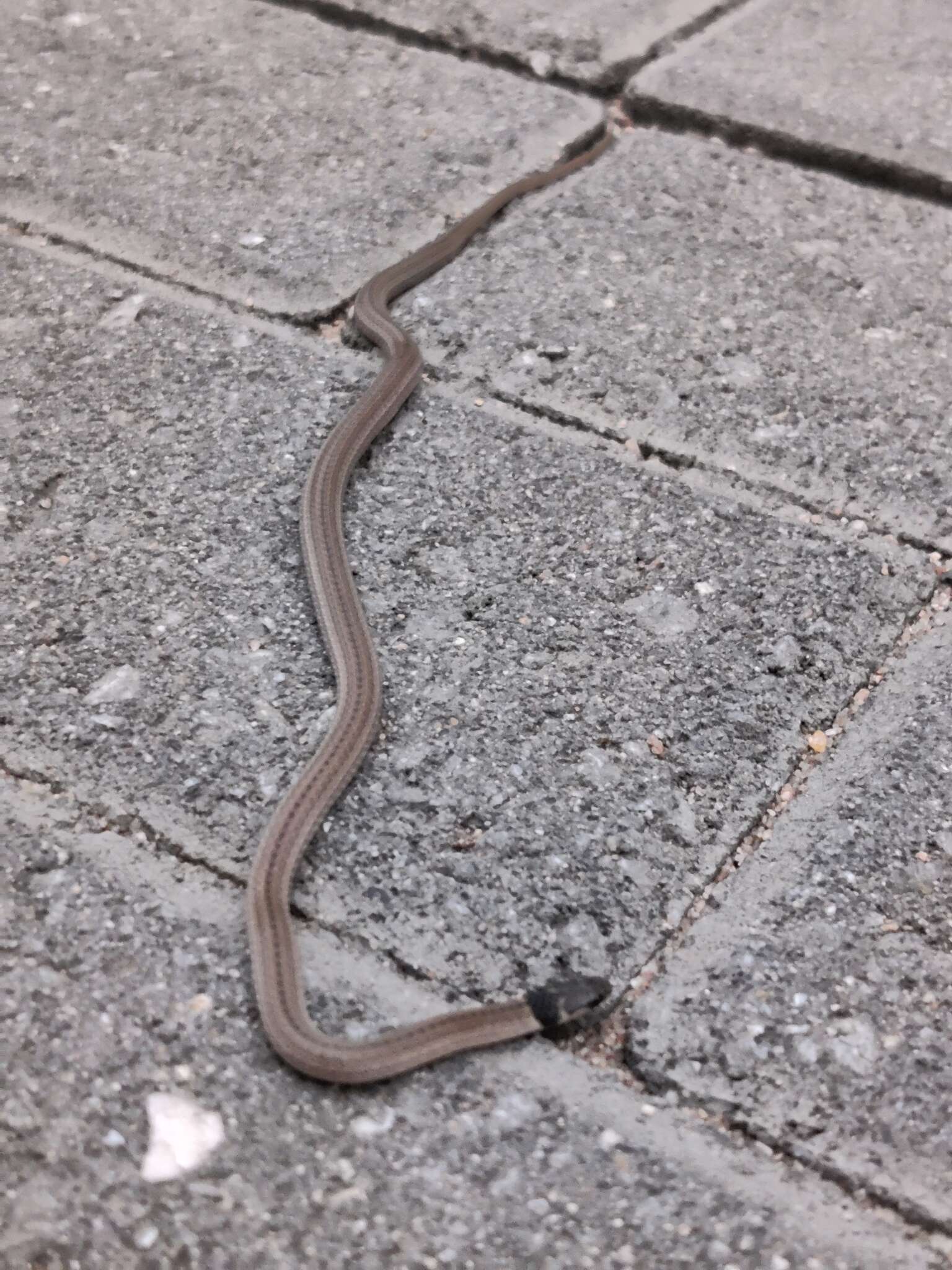 Image of Black-headed Centipede Eater