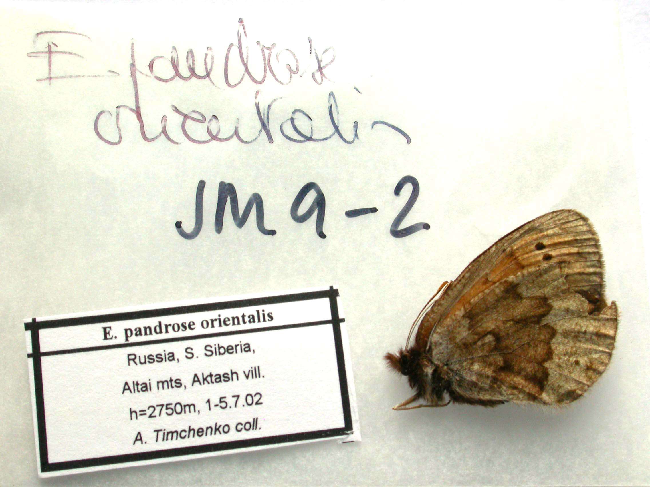 Image of Erebia pandrose