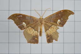 Image of Timandromorpha discolor Warren 1896