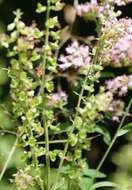 Слика од Teucrium scorodonia L.