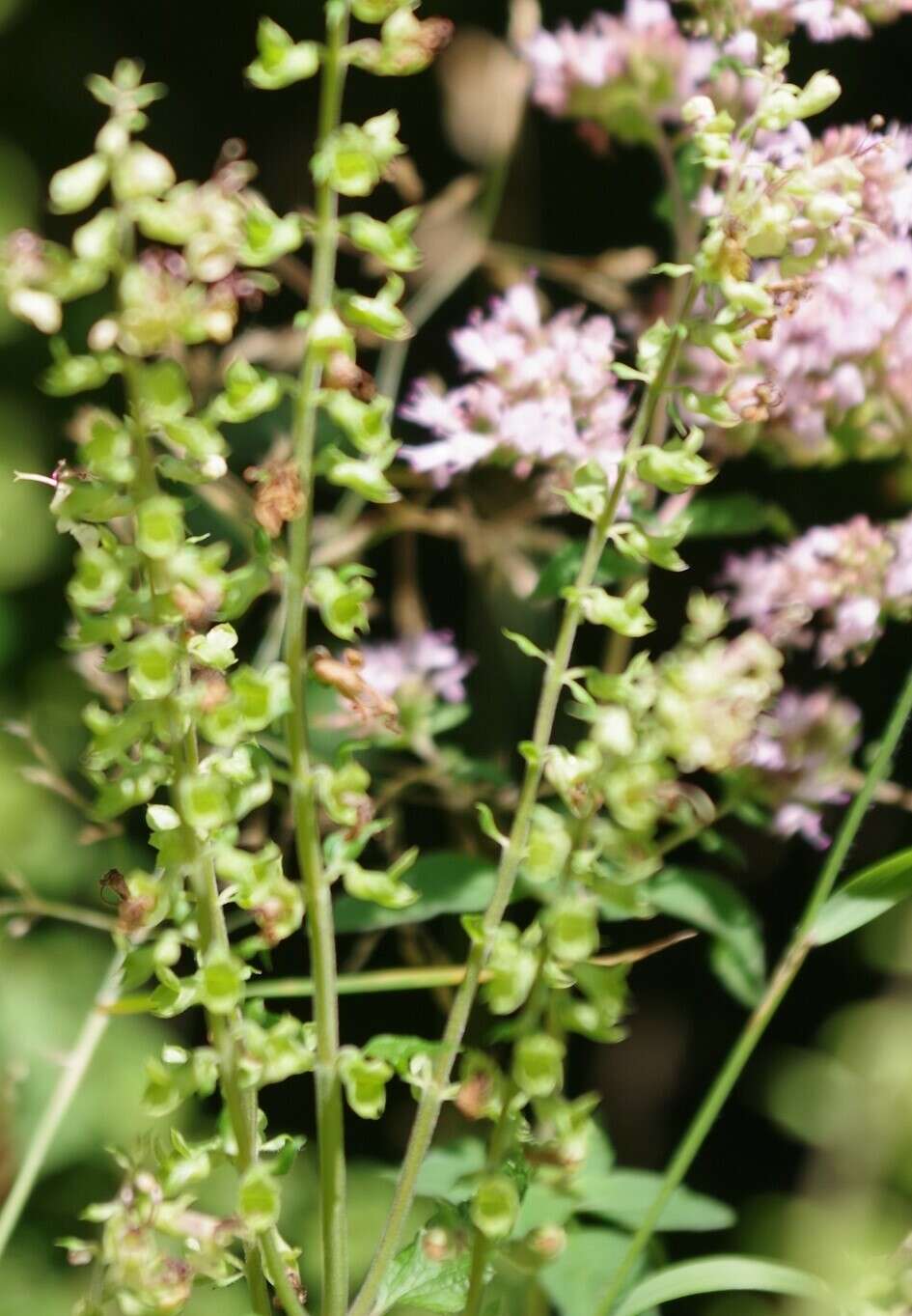 Слика од Teucrium scorodonia L.