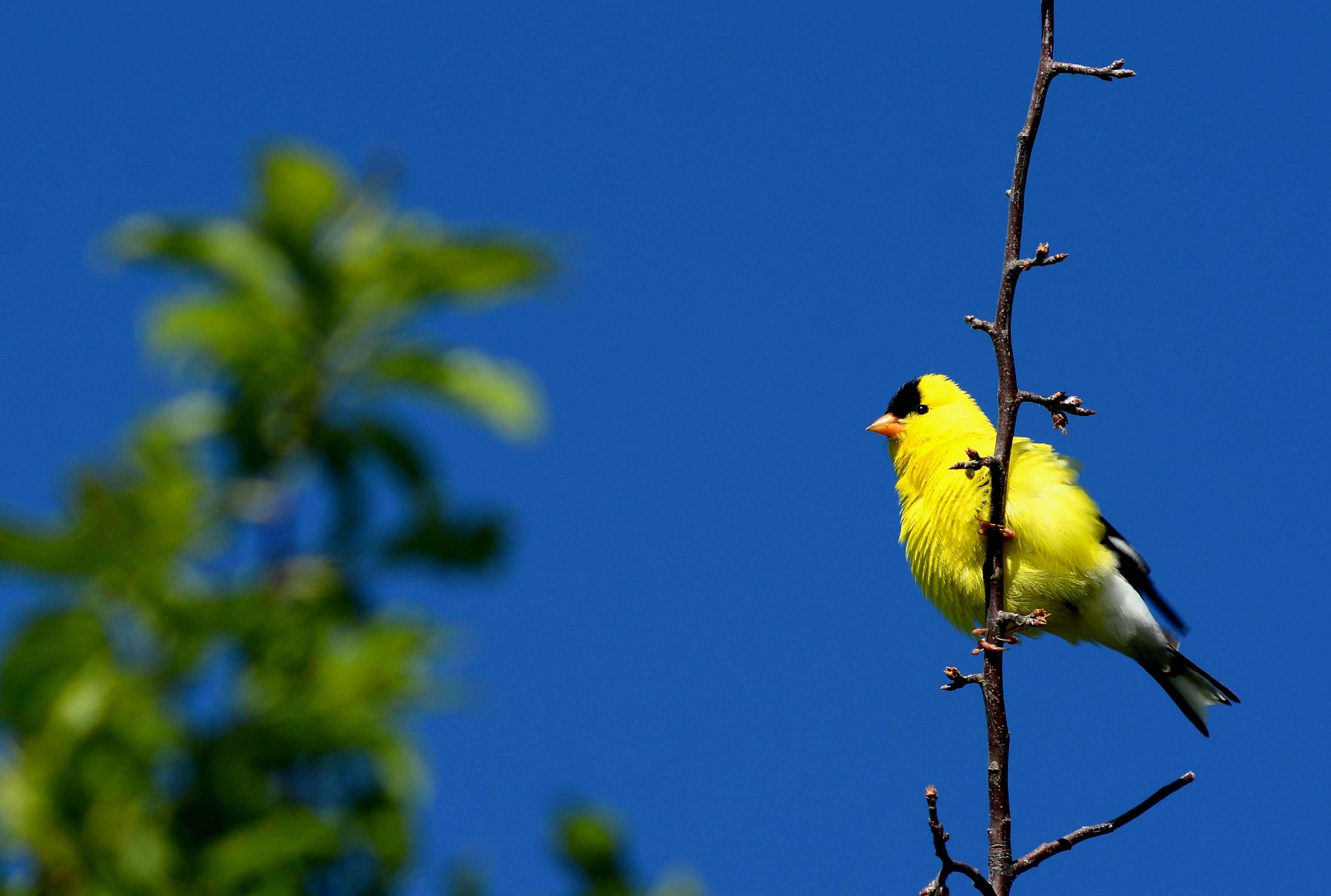 Imagem de Spinus tristis (Linnaeus 1758)