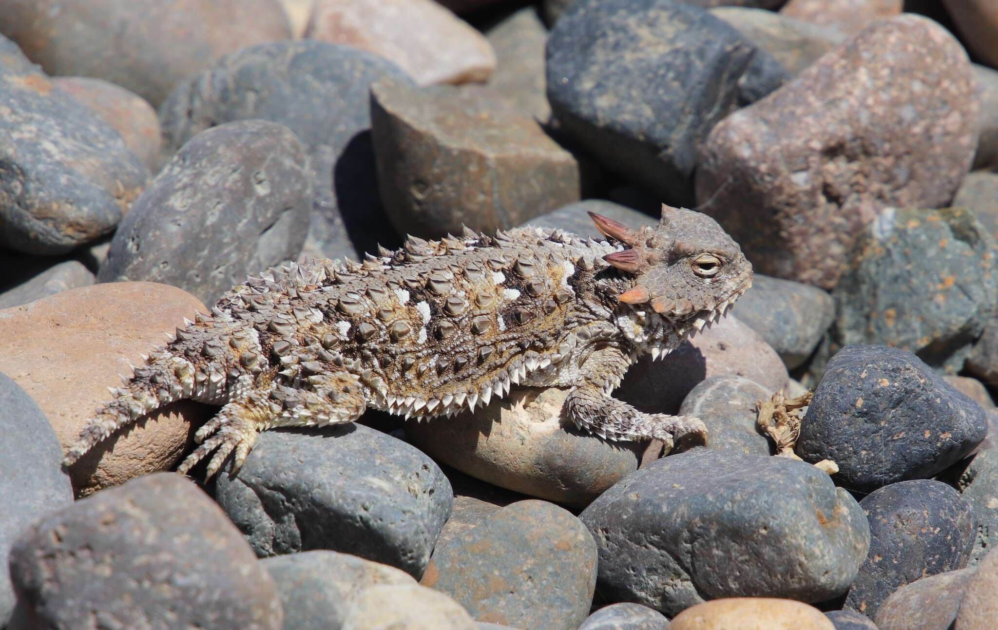 Image of San Diego Horned Lizard