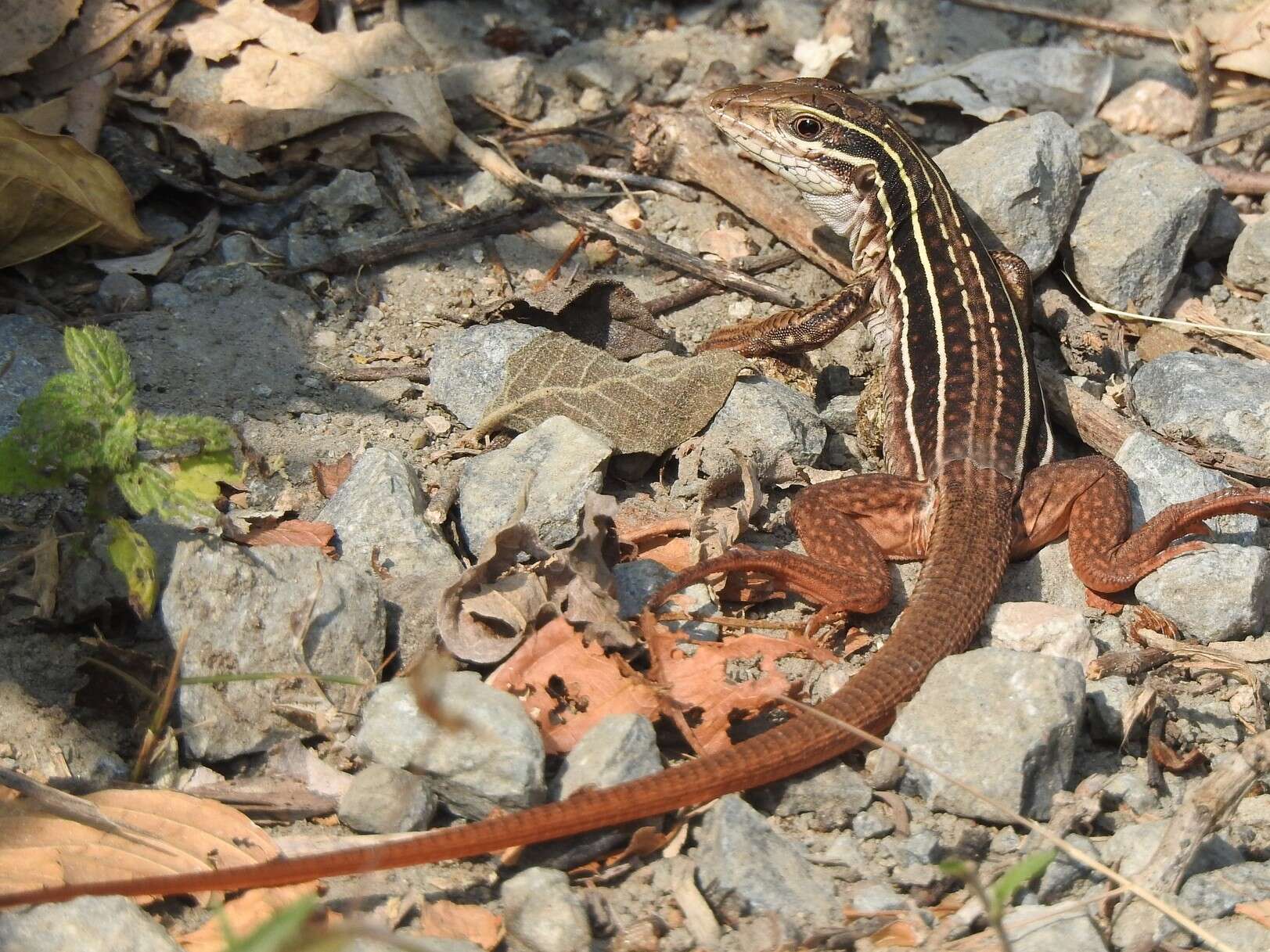 Image of Aspidoscelis Fitzinger 1843